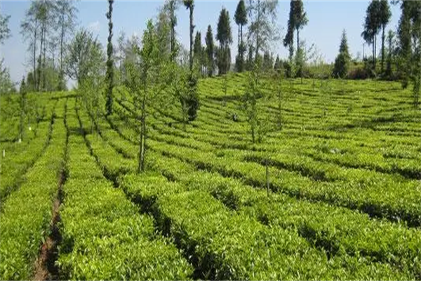 君汉生态茶业