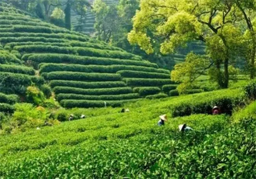 第一茶叶