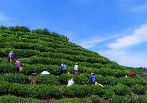 第一茶叶