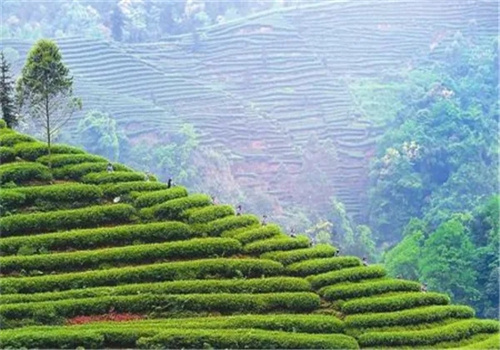 滇岭茶业