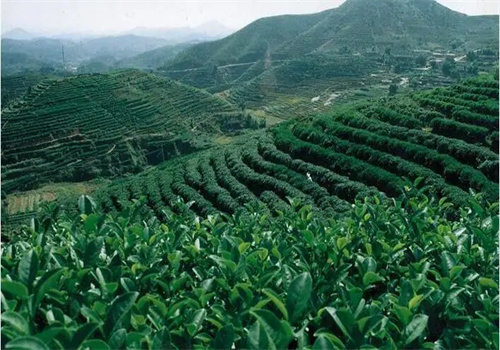 第一茶叶