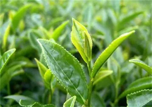 鼎盛茶叶