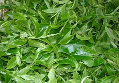 第一茶叶
