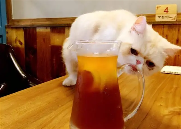 猫咪派对奶茶