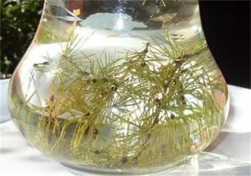 鼎盛茶叶