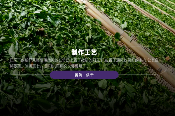 天健茶业
