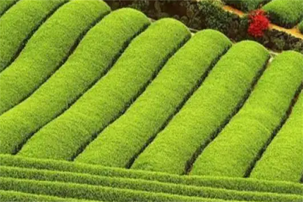 敬和茶业