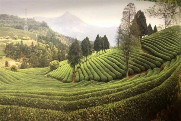 天润茶业加盟
