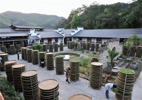 大渡岗茶叶