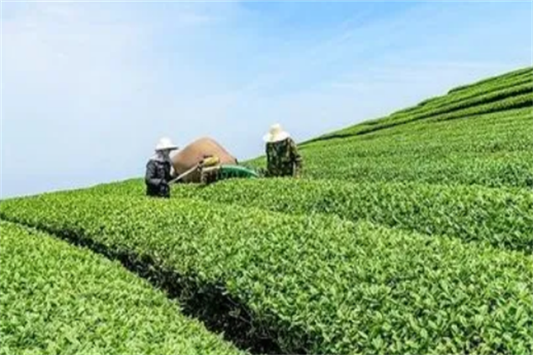 敬和茶业