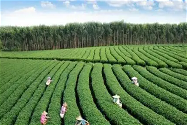 敬和茶业
