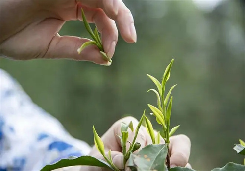 苍梧华强茶叶