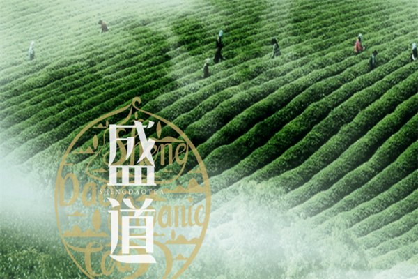 盛道茶业