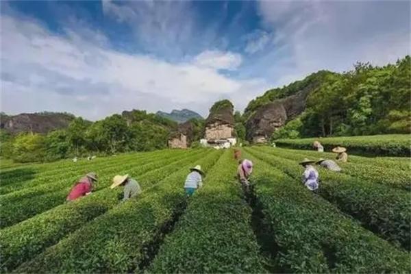 瑞芳茶叶加盟
