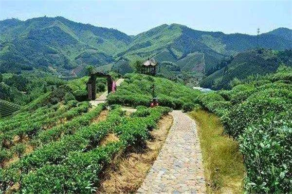 三龙茶叶