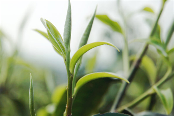 森林茶业