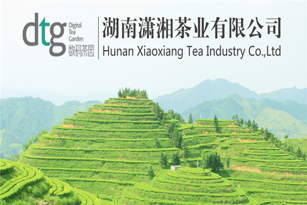 圣旨峰茶叶