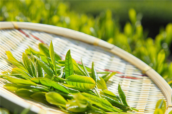 高道茶业加盟