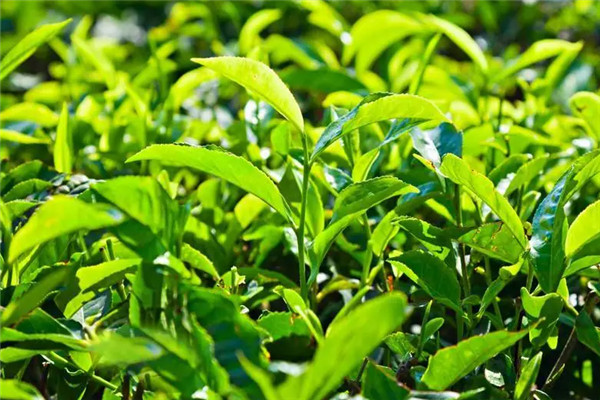 高道茶业加盟