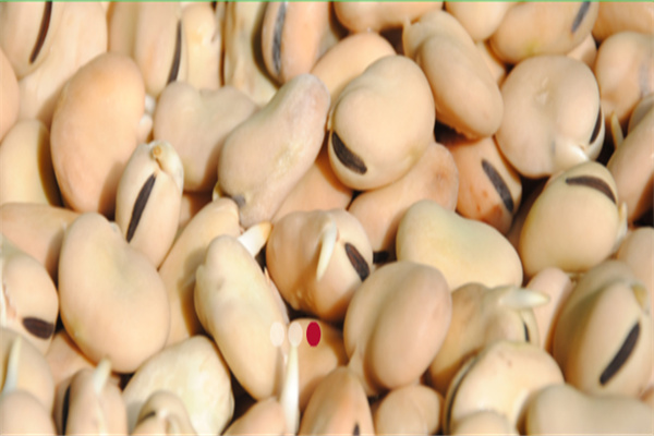 五龙潭蔬菜食品加盟