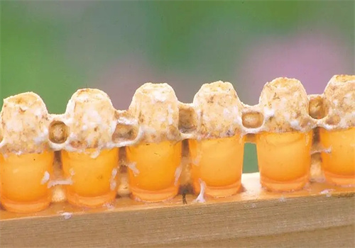 蜂王浆化妆品