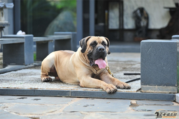 猛犬俱乐部论坛