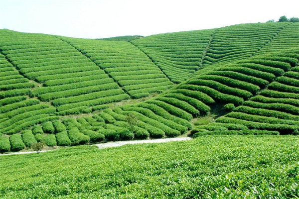 新美茶业