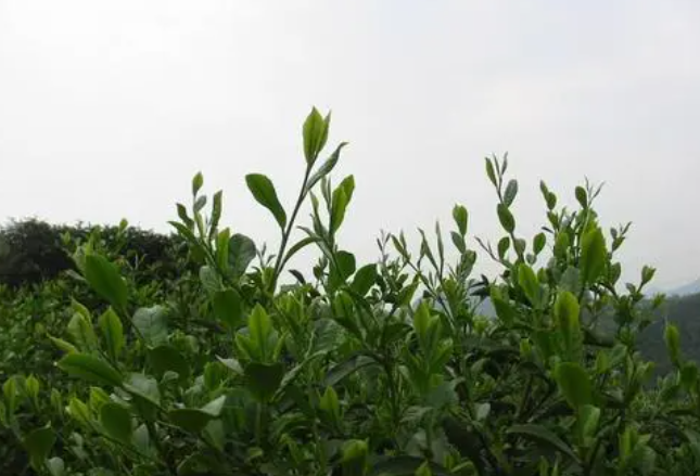 天马茗茶