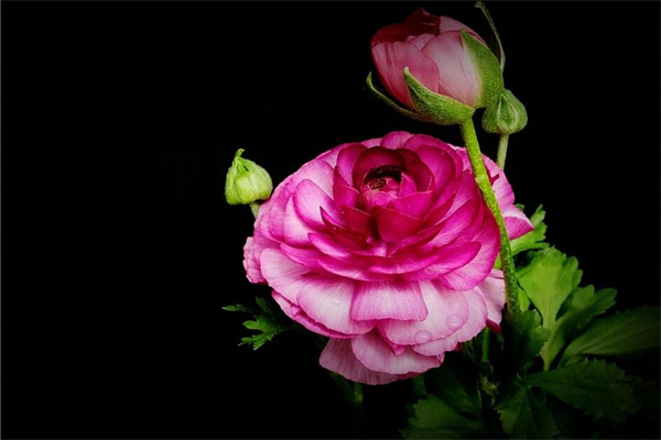 俪缘鲜花