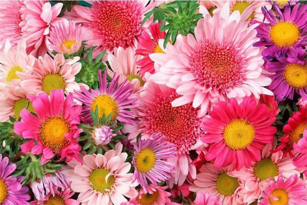 俪缘鲜花