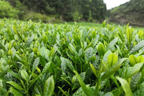 芬吉九茶铺