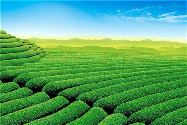 家乡名茶茶叶
