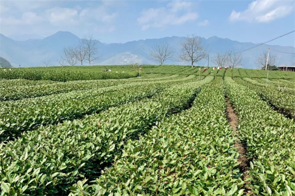 碧元茶业