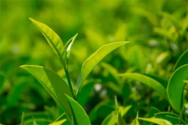 盛腾茶叶