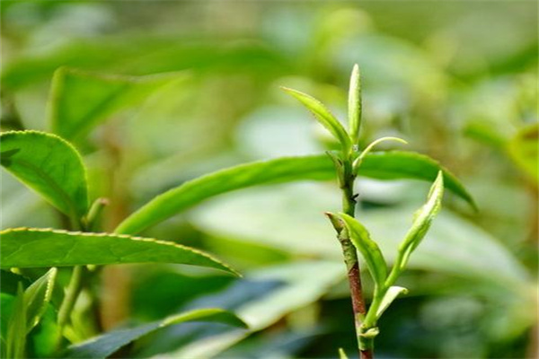 兰缘茶叶