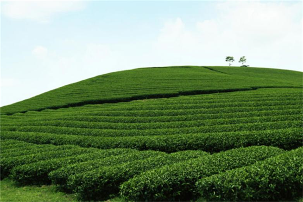虹星茶厂