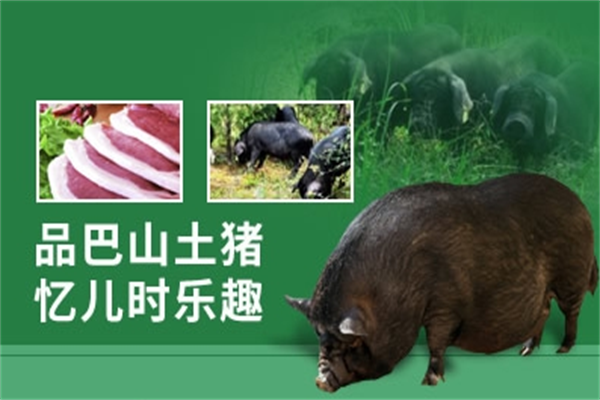 巴山土猪加盟