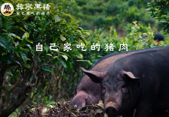 彝家黑猪