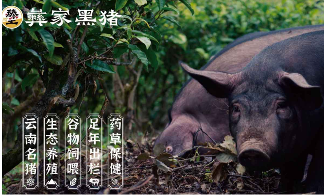 彝家黑猪