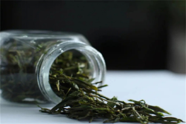 安吉白茶极白