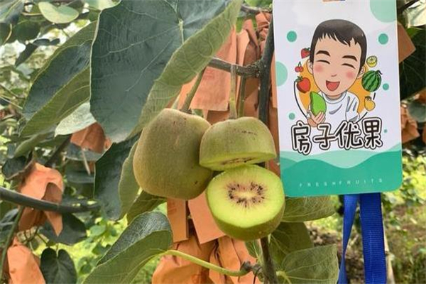 房子优果水果