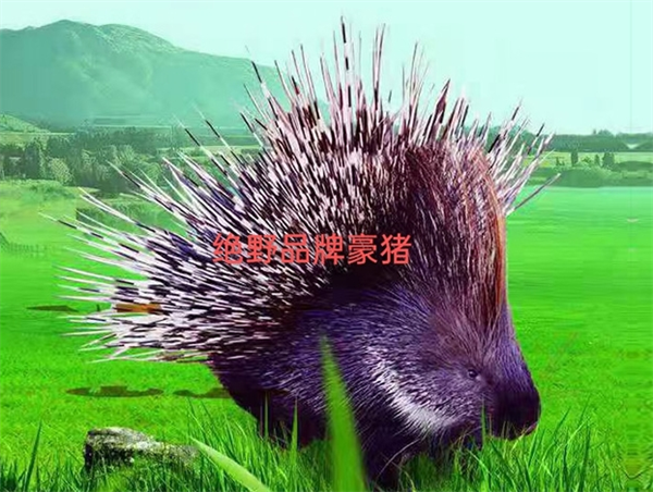 富生特种养殖