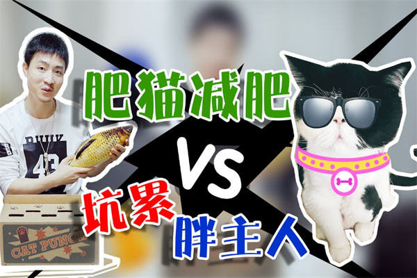 肥猫减肥