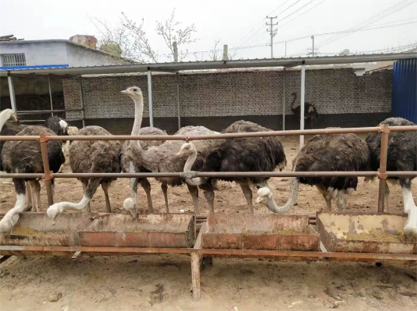 壹号鸵鸟养殖基地