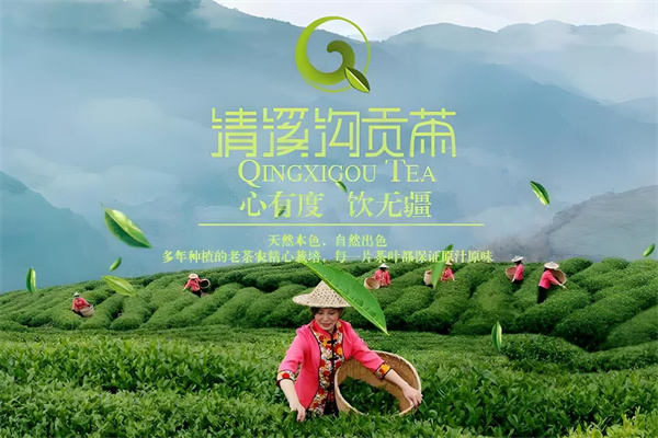 清溪沟贡茶加盟