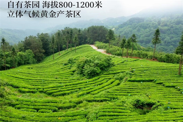 清溪沟贡茶加盟