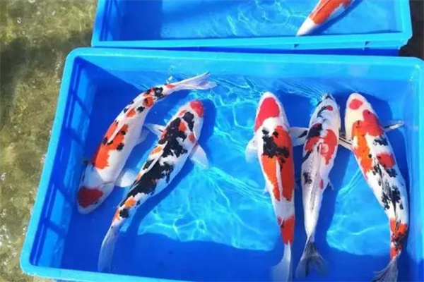 苏味岛锦鲤养殖场加盟