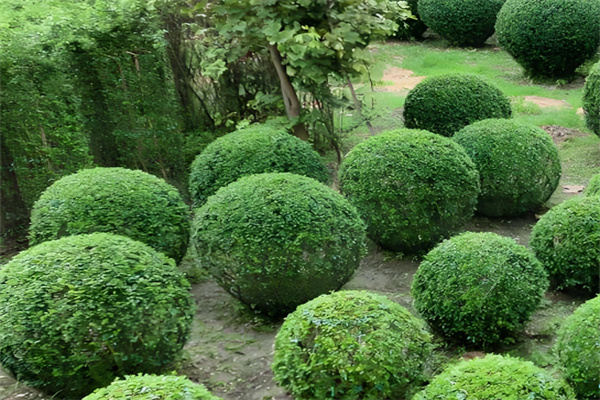 绿化苗圃加盟
