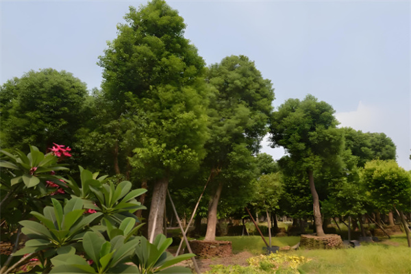 绿化苗圃加盟