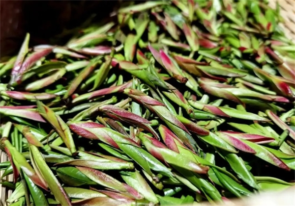 紫金山茶叶